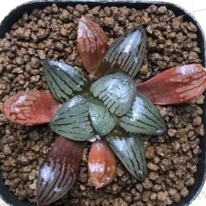 一物一拍亲指姬寿十二卷多肉植物肉肉植物迷你盆栽带盆发货38包邮