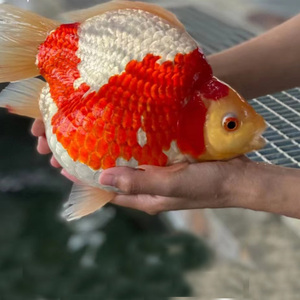 玉鲭鱼苗红白纯种进口锦鲤日本大日玉鲭高背短尾玉青鱼玉靖观赏鱼