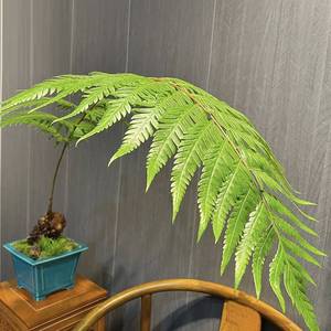 植物网红毛蕨室内绿植造景鳞毛蕨金毛狗蕨金丝挣百家钱同款货源