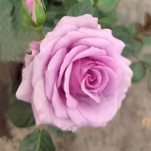 【紫美人玫瑰花】紫美人玫瑰花品牌,价格 - 阿里巴巴