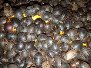 活土元土元活体土元干品土鳖地鳖虫土鳖子野生活土元/500g包邮