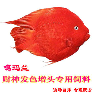 红财神鱼 鹦鹉元宝鱼 高蛋白饲料 增色起头饲料 开口饲料 饲料.