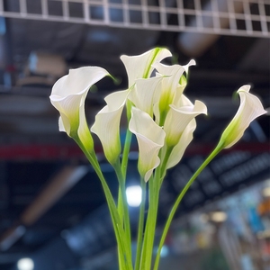 荷兰进口白色马蹄莲鲜花 高档花材 家用鲜花上海顺丰速递