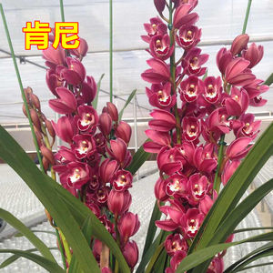 肯尼品种-兰花苗大花蕙兰苗惠兰多连苗带土带盆包邮三禾农业科技