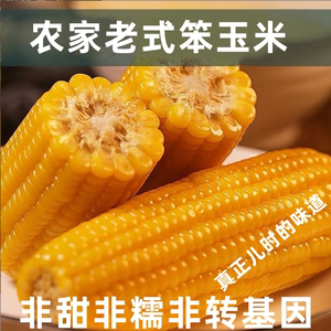 山东正宗传统黄笨老玉米棒真空熟玉米即食非转基因不甜不糯有嚼劲