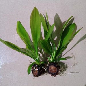 鱼缸水草青旦头水草红旦头鱼缸造景阴性水草淡水懒人造景水草