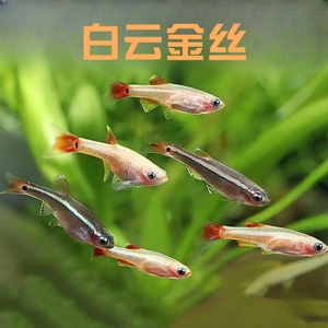 500人付款淘宝白云金丝鱼 黄化金丝 冷水鱼 淡水鱼