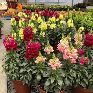 花种子金鱼草花种狮子花子易养易活室内盆栽绿植别墅花园庭院植物