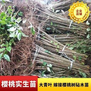 樱桃实生苗品种大青叶用于嫁接各种樱桃树樱花树苗的砧木毛桃