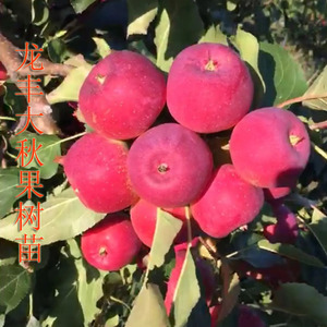 龙丰果树苗东北大秋果苗耐寒北方果树苗真苗黑龙江发货嫁接果树