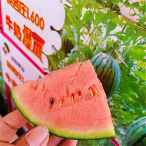 庞各庄手剥西瓜牛奶小西瓜新鲜当季西瓜皮薄多汁北京发货