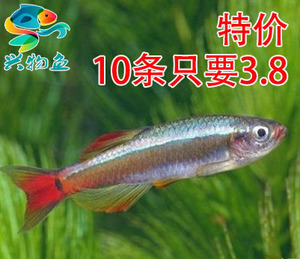冷水热带观赏鱼红尾鱼 金丝鱼 易活易养小型鱼活体宠物 渔场批发