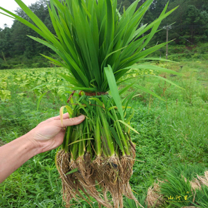 超优千号 y两优900 插秧苗超级杂交水稻种子苗籼稻谷产量高粮食优