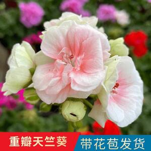 天竺葵花盆栽花卉室内院阳重台大盆瓣四季开花发庭货