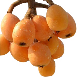 【书峰甜枇杷】书峰甜枇杷品牌,价格 - 阿里巴巴