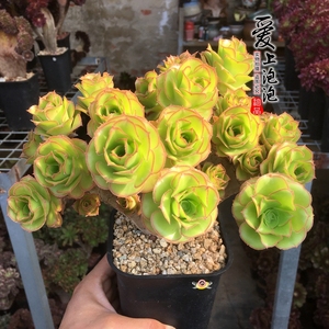 艳姿缀化 燕姿法师缀化 多肉植物稀有老桩 进口贵货 手慢无