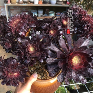 【大河之舞缀化】大河之舞缀化品牌,价格 - 阿里巴巴