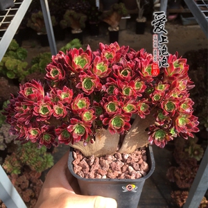 嘉年华缀化 多肉植物 嘉年华法师老桩 精养稀有贵货 一物一拍