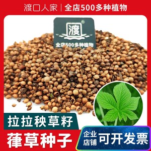 葎草拉拉秧种子律草野草锯锯藤种籽小苗子大全草药种植拉拉藤草籽