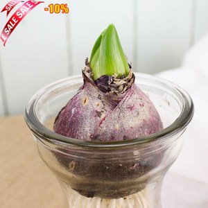 风信子种子包邮