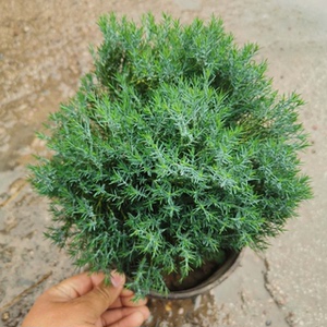 皮球松盆栽 皮球柏 球松 松柏球 自然成圆形净化空气绿植  可地栽