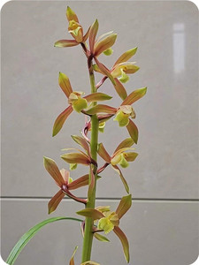 经典浓香惠兰兰花苗红霞素特色蕙兰品种保证包成活易开花花大出架