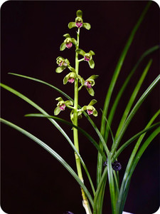 宝荣专业咖啡生豆淘宝21年8月哥伦比亚大嘴鸟咖啡生豆慧兰蕙兰水洗