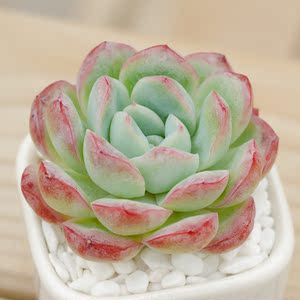 水莲 进口韩国新品多肉植物组合盆栽室绿植桌阳台景天科满包邮