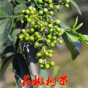 【麻椒树苗特麻】麻椒树苗特麻品牌,价格 - 阿里巴巴
