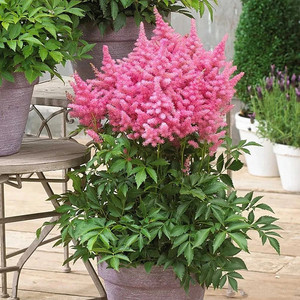 落新妇盆栽阳台庭院冬季耐寒花卉多年生宿根植物带花苞发货包邮