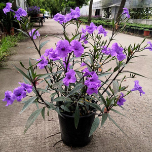 翠芦莉盆栽兰花草日日新墨西哥矮牵牛庭院多年生宿根花卉带原土发