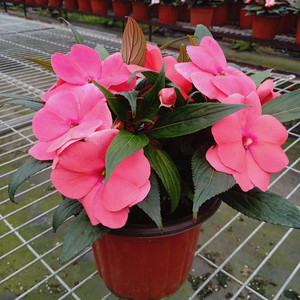 凤仙花盆栽指甲草小桃红花苗阳台庭院耐热花卉宿根多年生带花苞