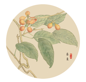 手绘濒危植物杯垫——《中国珍稀濒危植物绘谱》藤棗