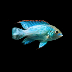 湛蓝宝石电光凤凰翡翠凤凰鱼南美慈鲷热带观赏鱼