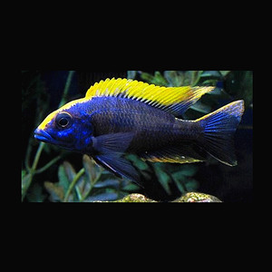 三湖慈鲷自然发色马鲷金头蓝孔雀热带观赏鱼