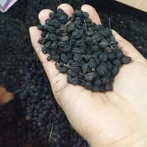 东北特产野生刺五加籽500g泡酒泡茶刺五加果五加皮刺五加茶 睡眠