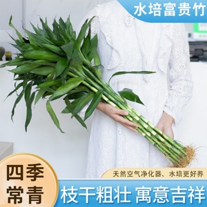 富贵竹水培植物带根室内盆栽客厅好养四季花卉节节高发招财观音竹