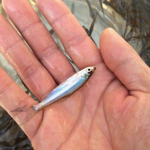 翘嘴鱼苗 白鱼 蒙古红鲌鱼白条白丝苗路亚鱼淡水养殖专用渔场直销