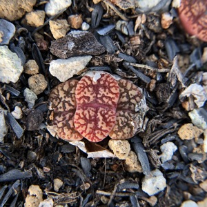 紫鸟 紫色鸟哈尼  肉锥成株