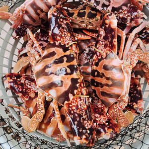潮汕鲜活红花蟹大红蟹花蟹锈斑蟹海蟹1斤价单只1.5-2斤多顺丰活寄