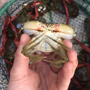 青蟹苗