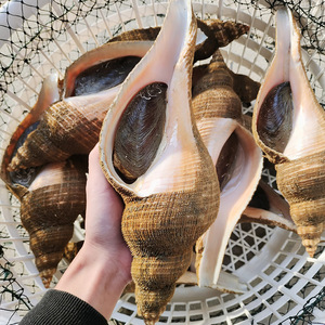 潮汕本港深海鲜活响螺大响螺香螺东风螺海螺 单个1斤-4斤全国活寄