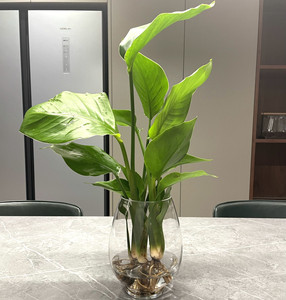 水培植物天堂鸟绿植鹤望兰室内盆栽四季常青净化空气水养客厅花卉
