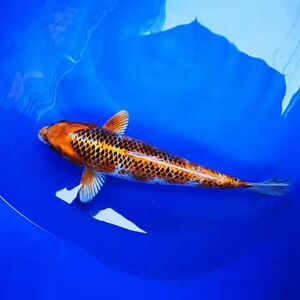 精品日本孔雀锦鲤鱼纯种德系孔雀大型冷水观赏鱼小苗招财鱼风水鱼