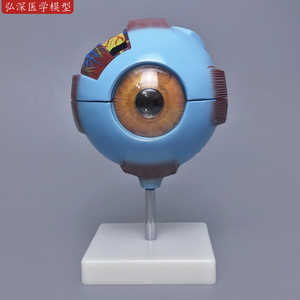 眼球模型人体眼球结构造解剖6倍放大眼睛模具眼部眼镜店立体教学