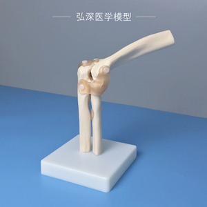 人体肘关节模型手肘部模具手臂桡骨骼韧带骨架骨科医学生教学道具