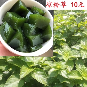 3斤30元包邮广东新鲜凉粉草仙人冻草绿凉粉自制广西农家仙草送碱