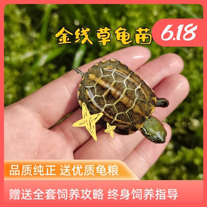 金线龟苗中华小乌活体长寿宠物水苏北草龟墨龟可蛋龟鳖物乌龟活