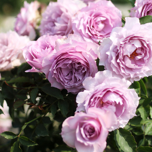 照夜清2021天狼自育新品月季丰花灌木多季开花浓香耐热盆栽地栽