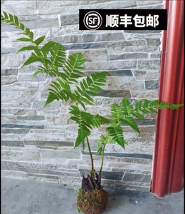 网红蕨类植物盆栽绿植一叶蕨水培蕨净化空气观叶盆栽室内盆景景观